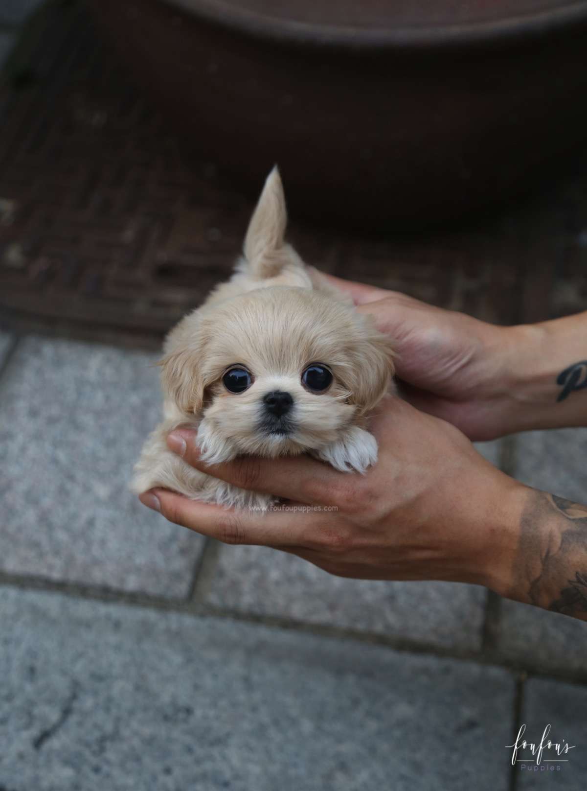 Amore Maltipoo F.