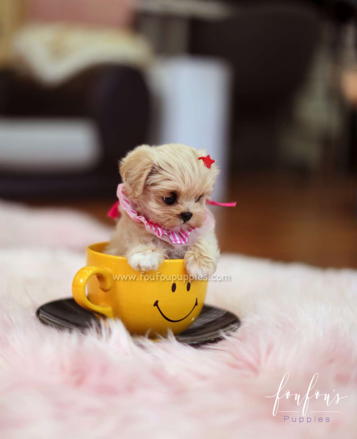Matilda - Maltipoo F.
