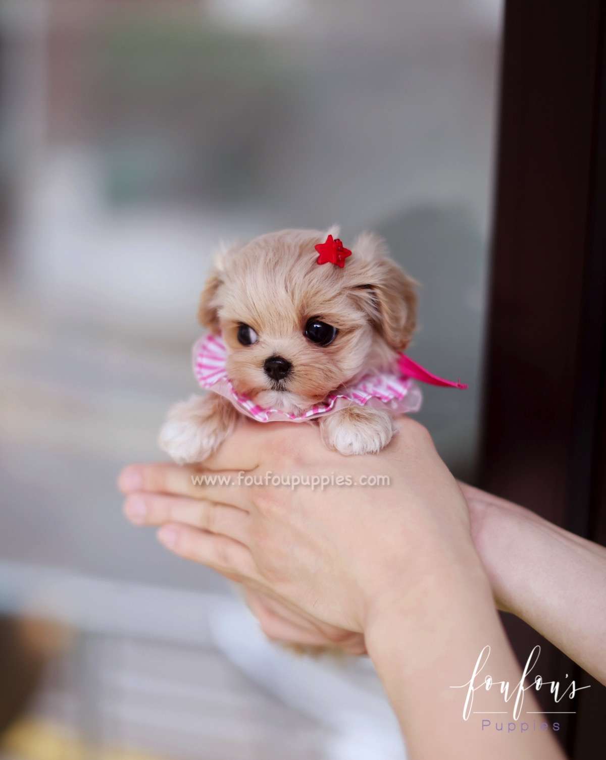 Matilda - Maltipoo F.