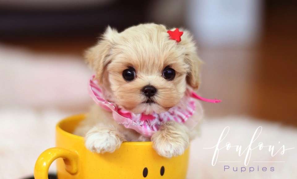 Matilda - Maltipoo F.
