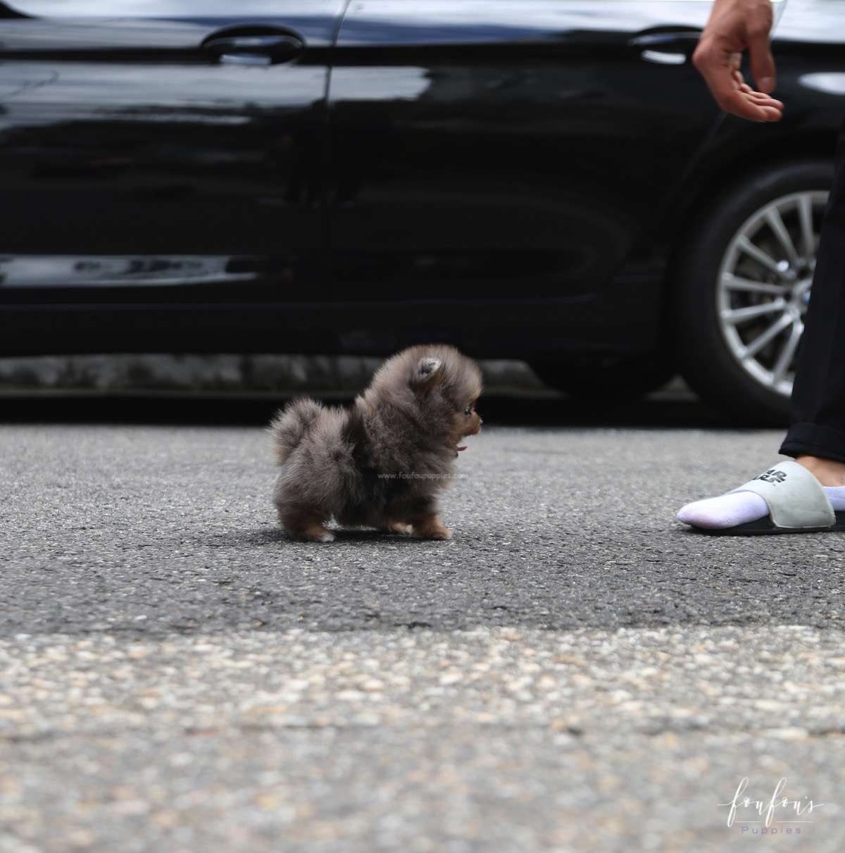 Acai - Pomeranian M.