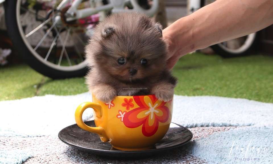 Acai - Pomeranian M.