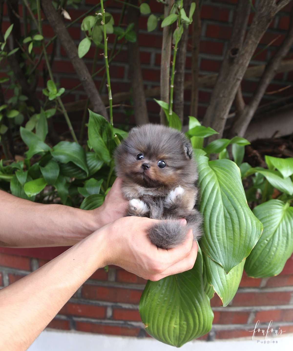 Acai - Pomeranian M.
