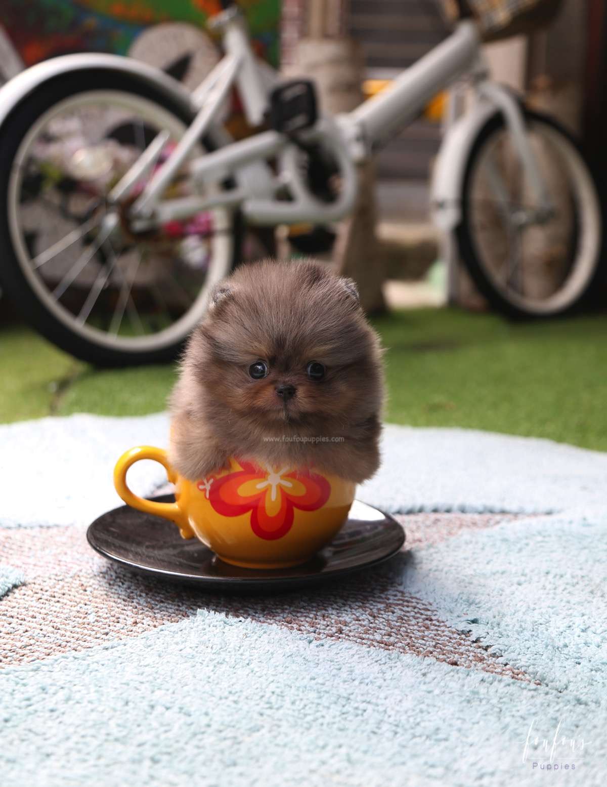 Acai - Pomeranian M.