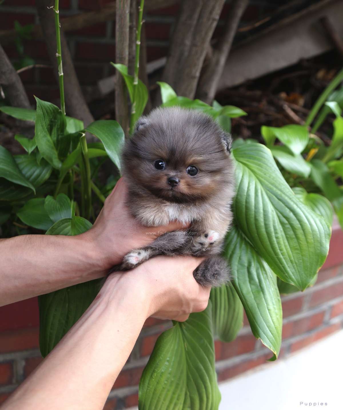 Acai - Pomeranian M.