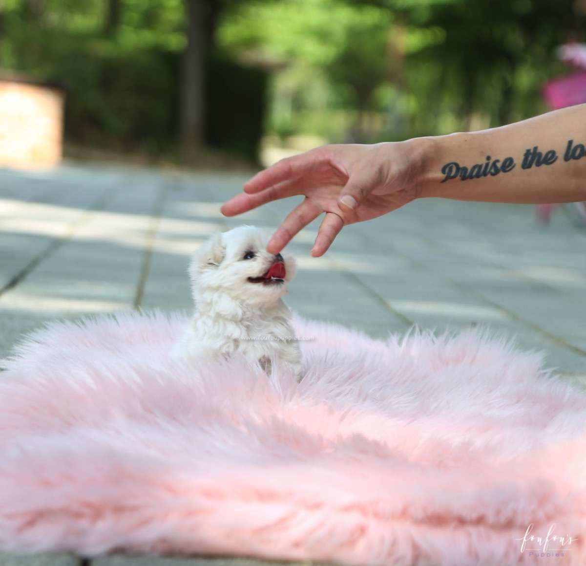 Twinkle - Maltese F.