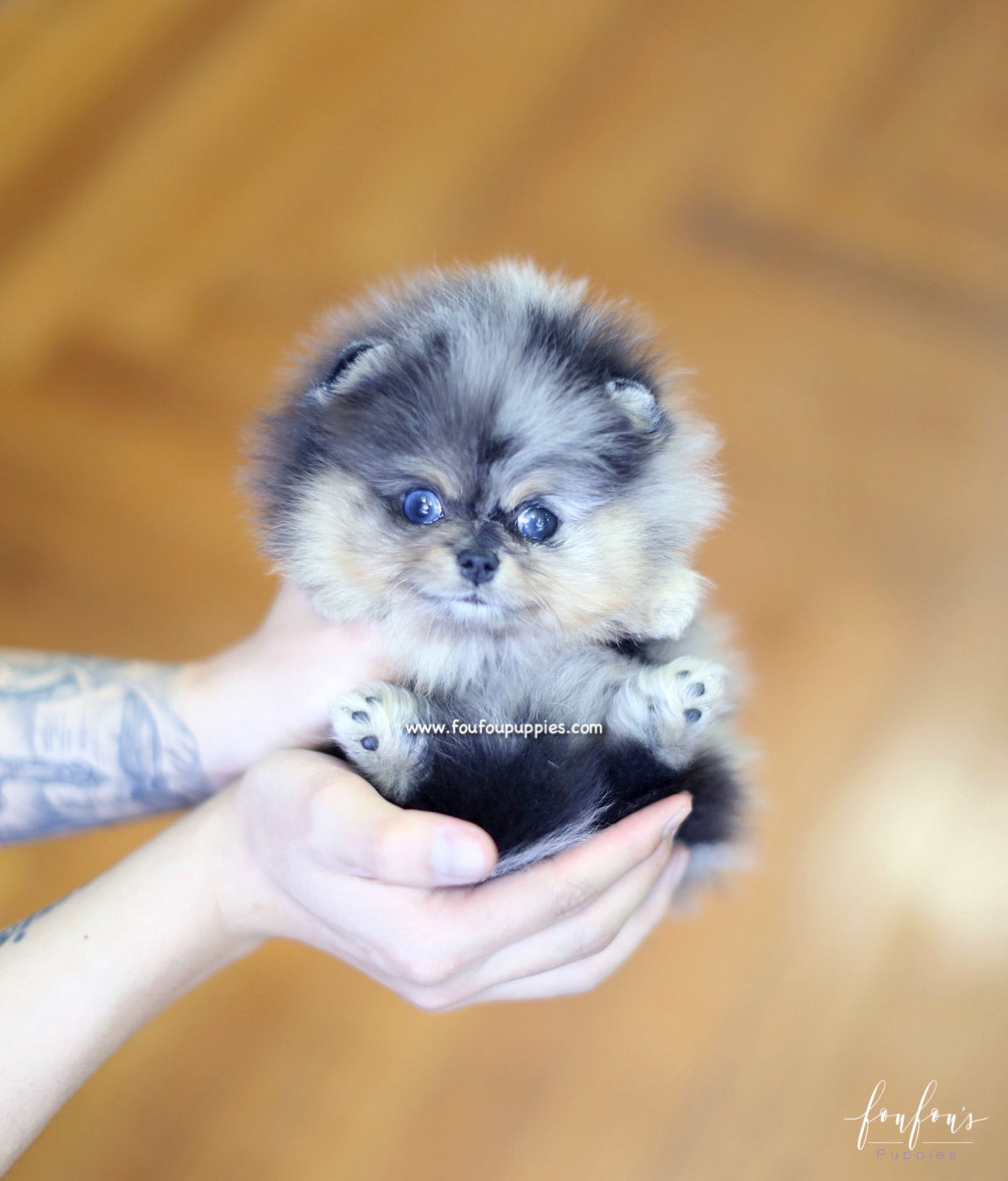 Marbles - Pomeranian F.