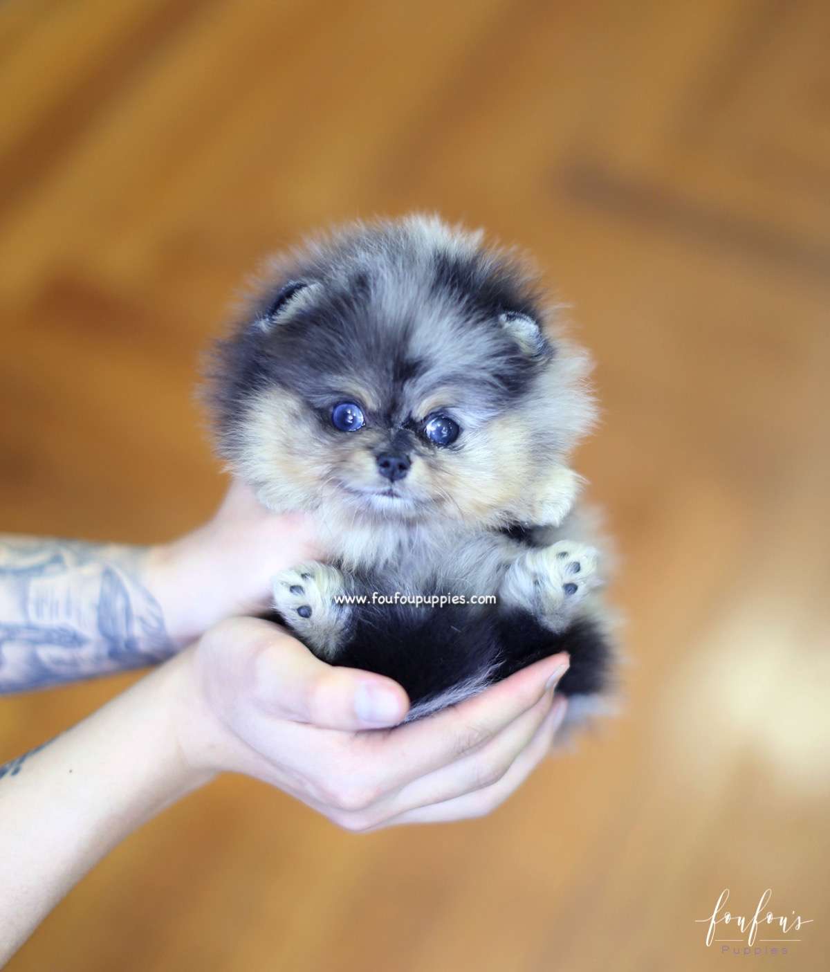 Marbles - Pomeranian F.