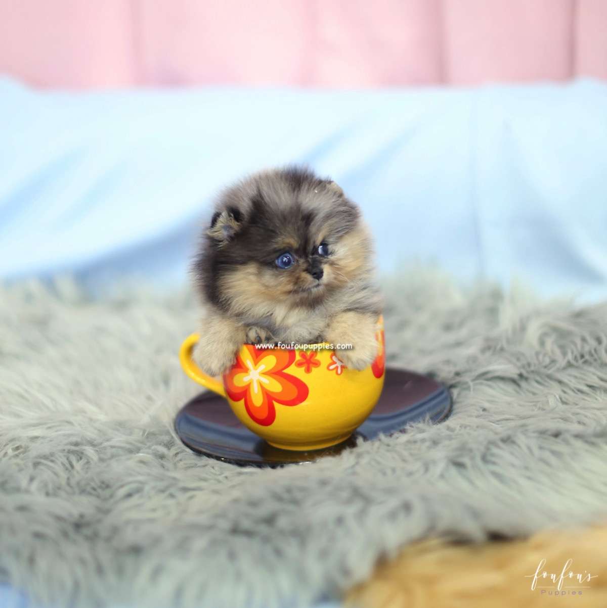 Marbles - Pomeranian F.