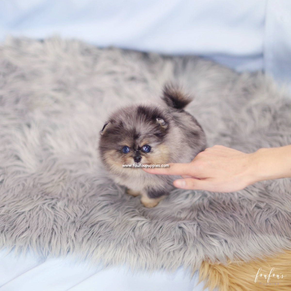 Marbles - Pomeranian F.