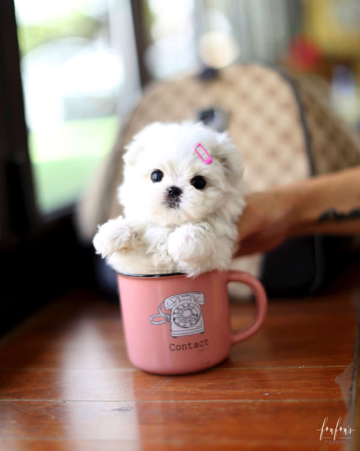 Twinkle - Maltese F.