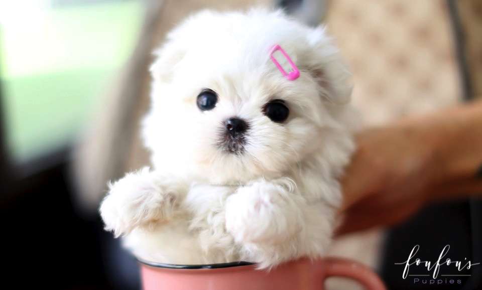 Twinkle - Maltese F.