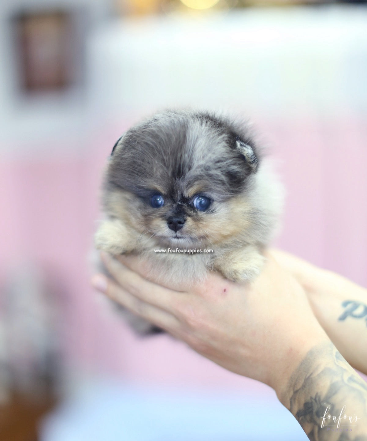 Marbles - Pomeranian F.