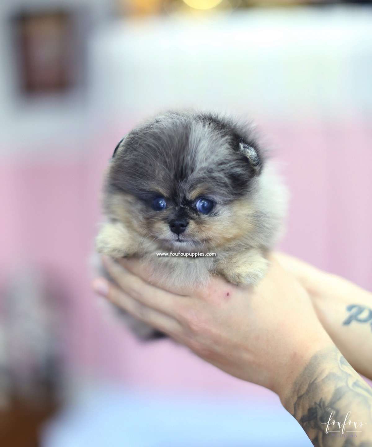 Marbles - Pomeranian F.