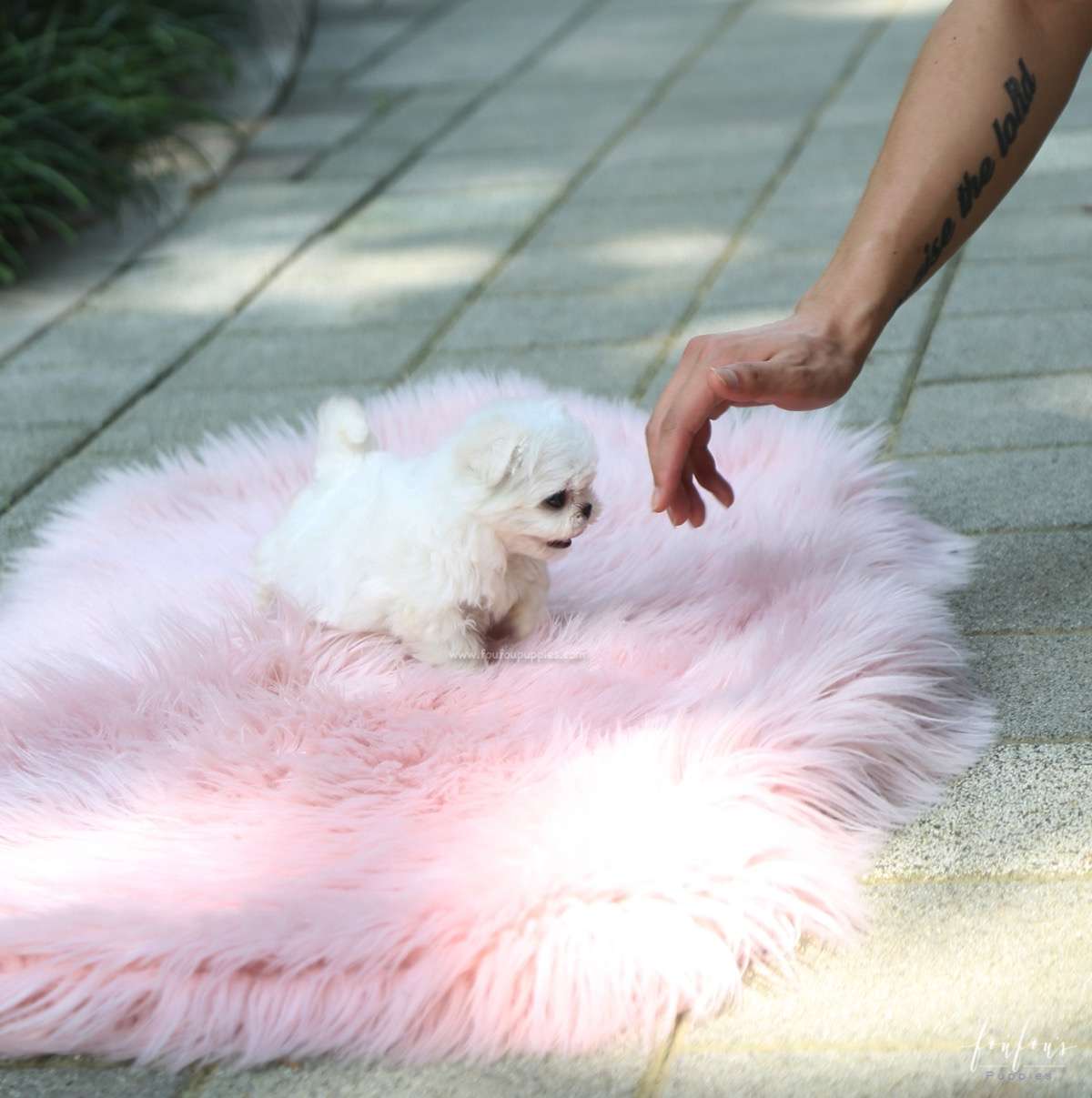 Twinkle - Maltese F.