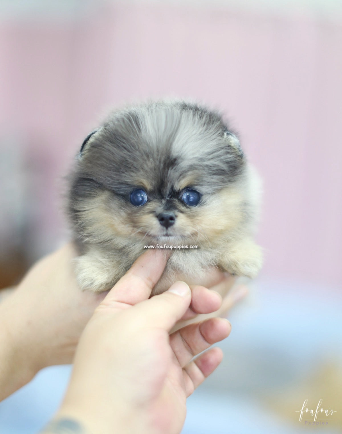 Marbles - Pomeranian F.