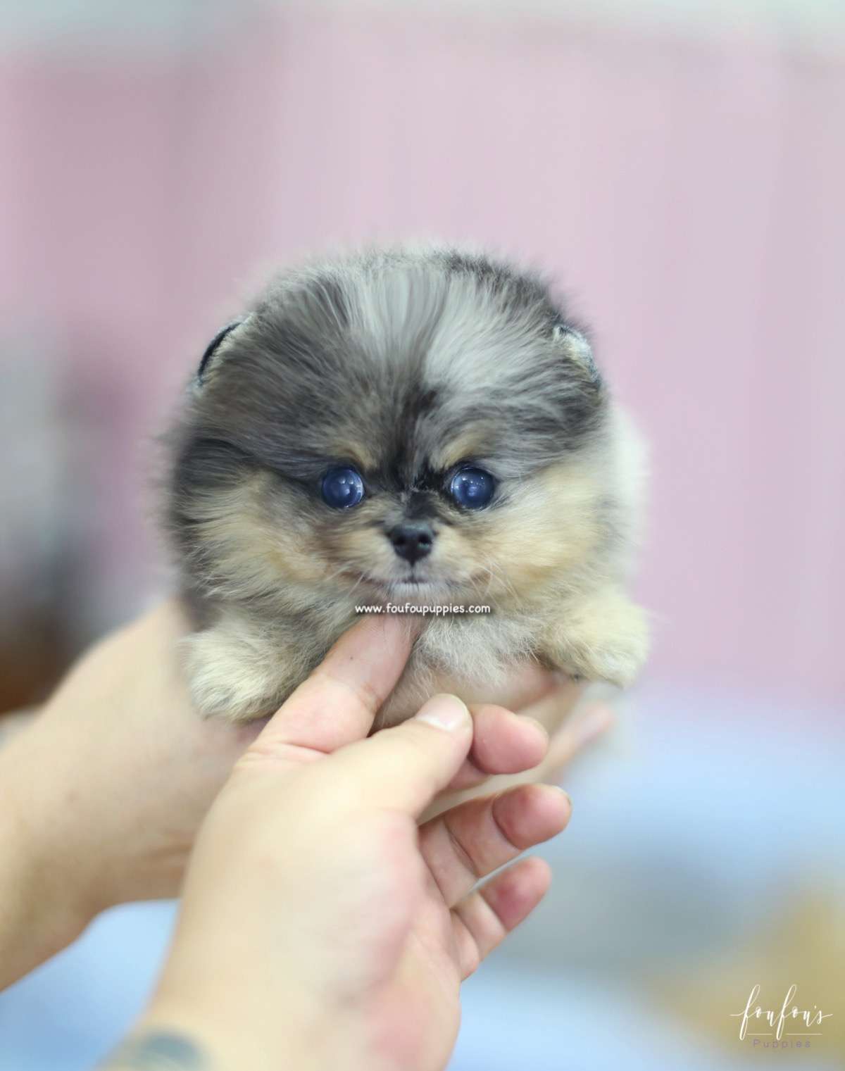 Marbles - Pomeranian F.