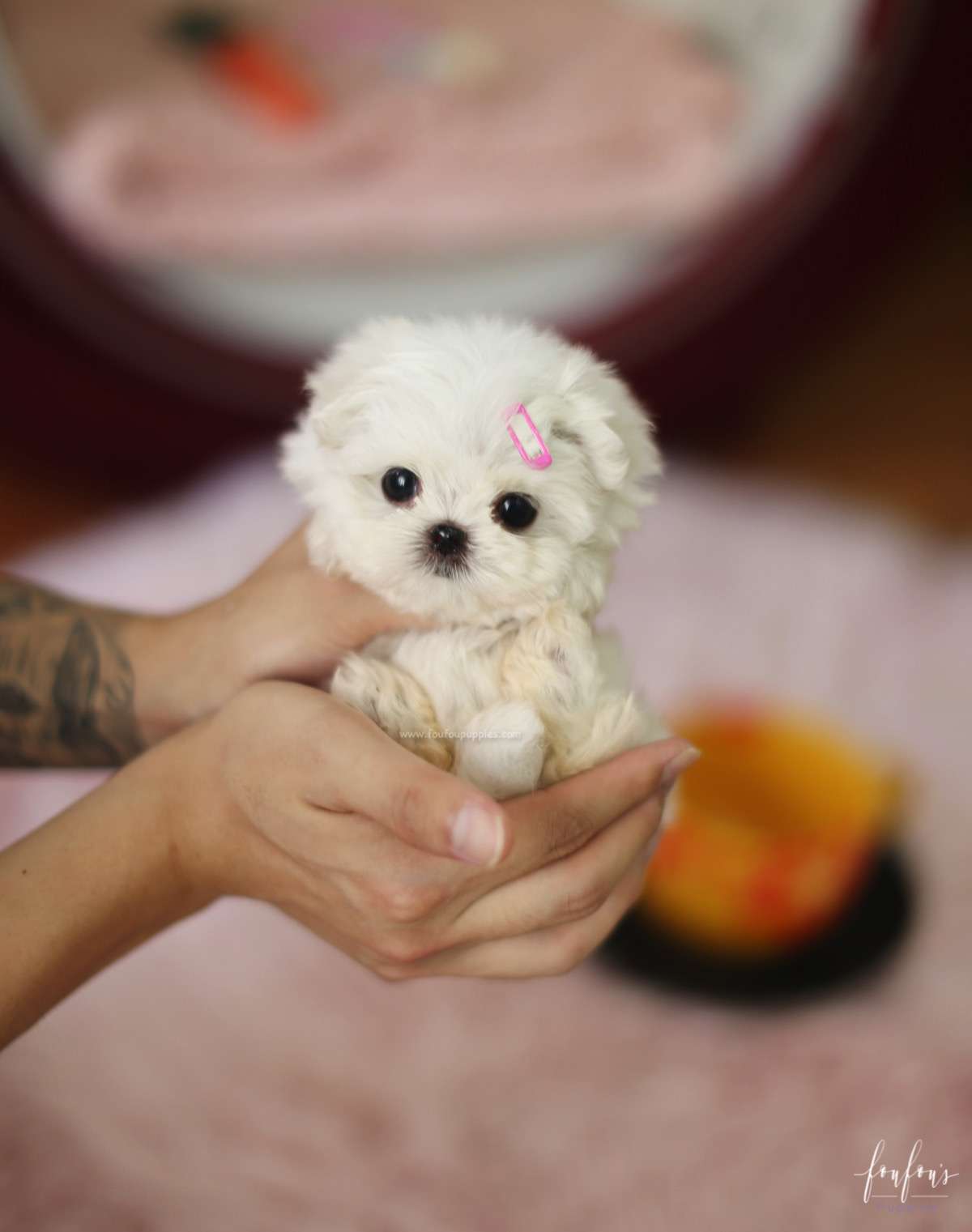 Twinkle - Maltese F.
