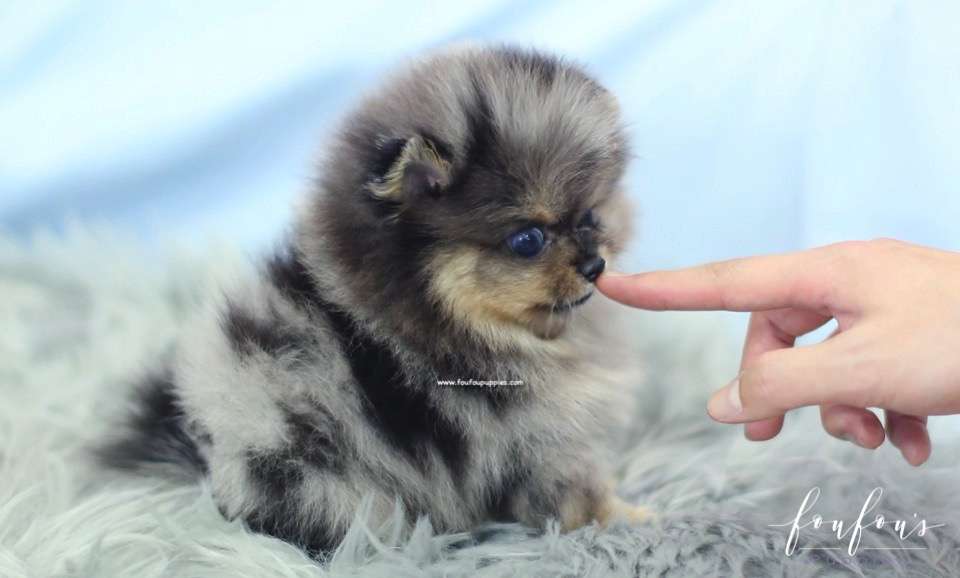 Marbles - Pomeranian F.