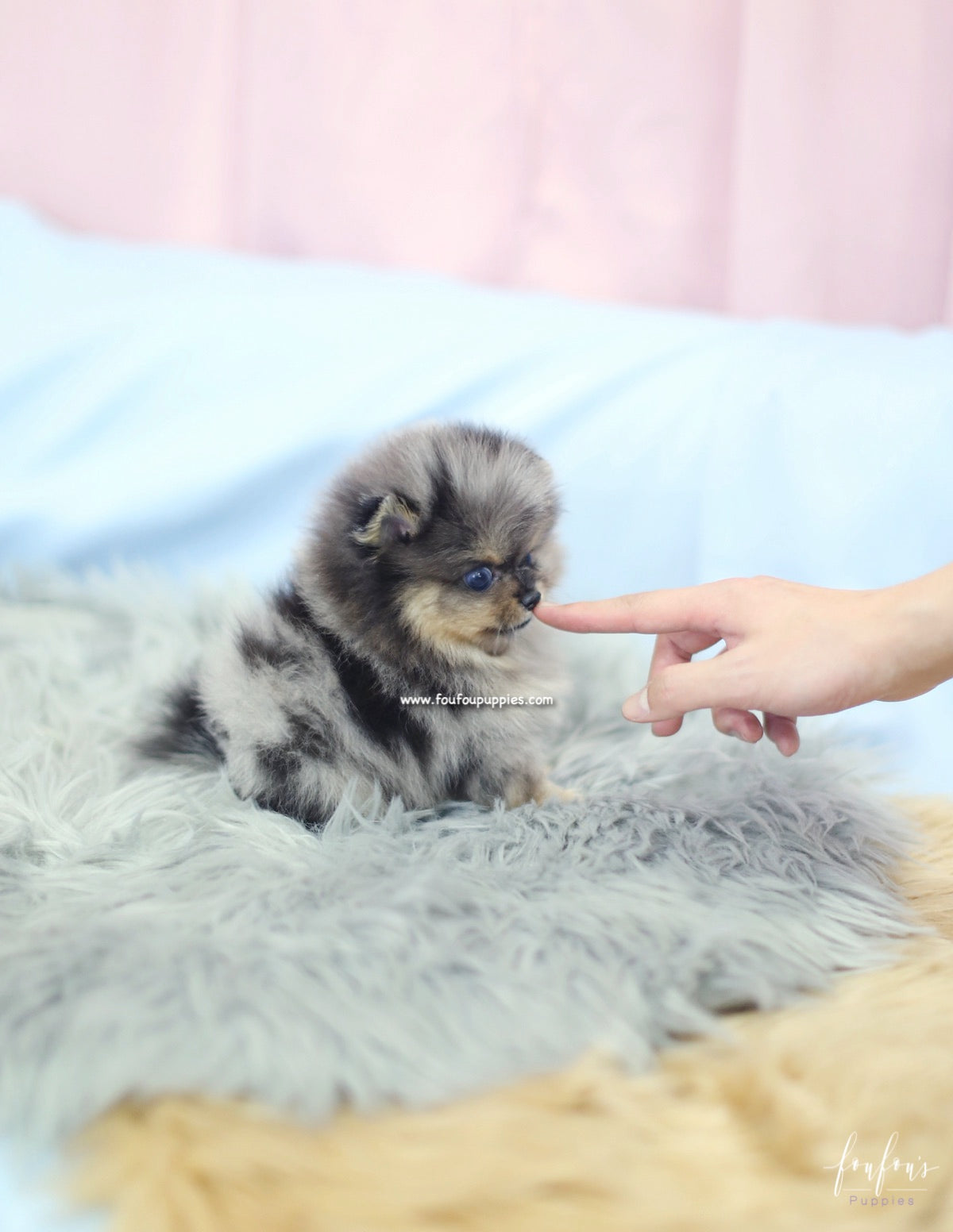 Marbles - Pomeranian F.