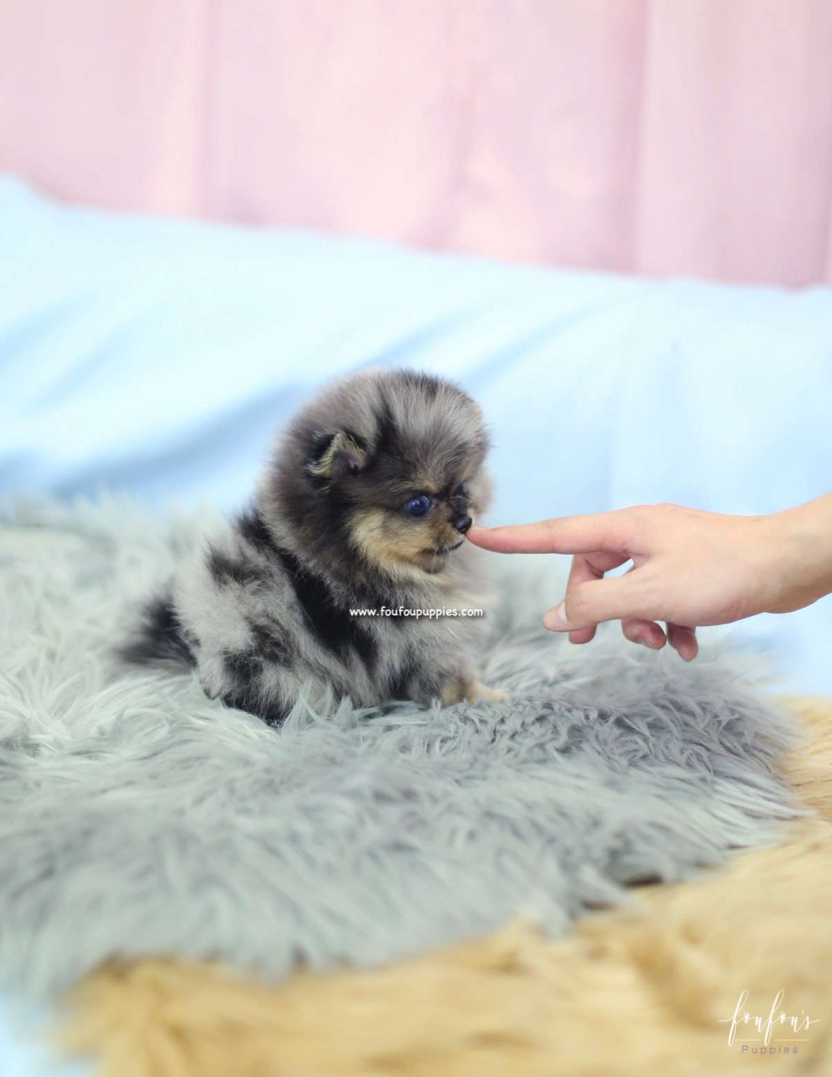 Marbles - Pomeranian F.