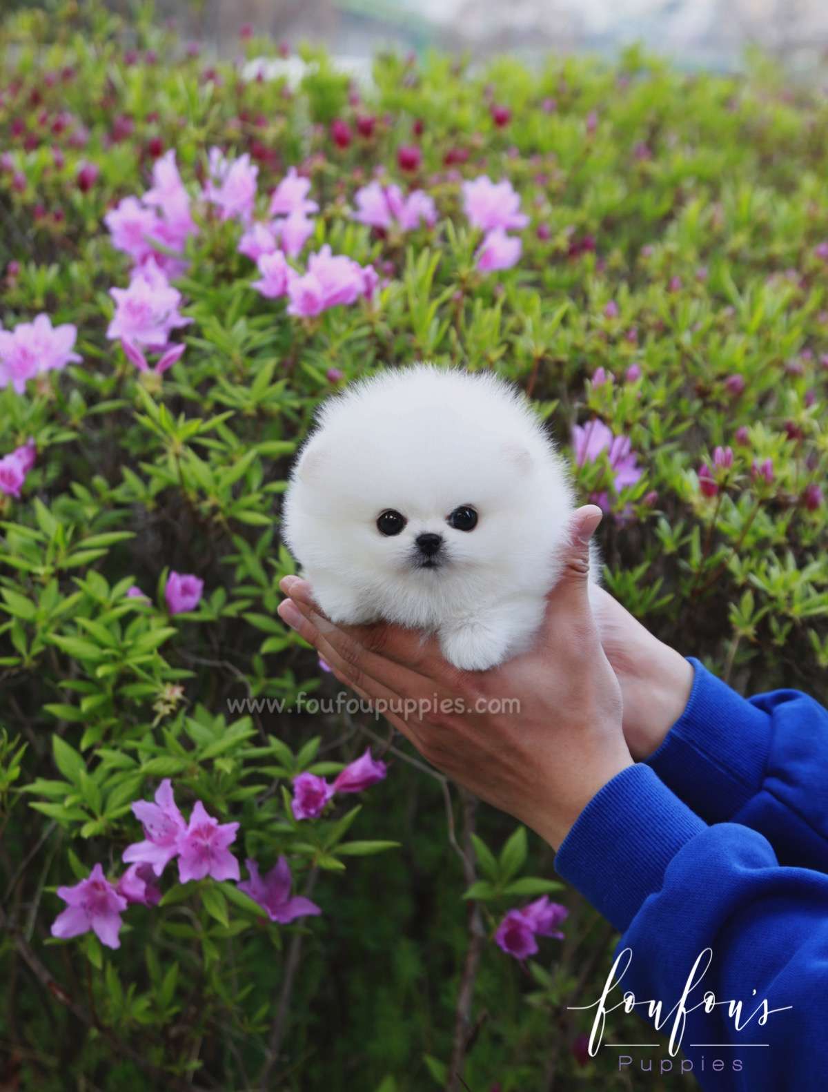 Ace - Pomeranian M.