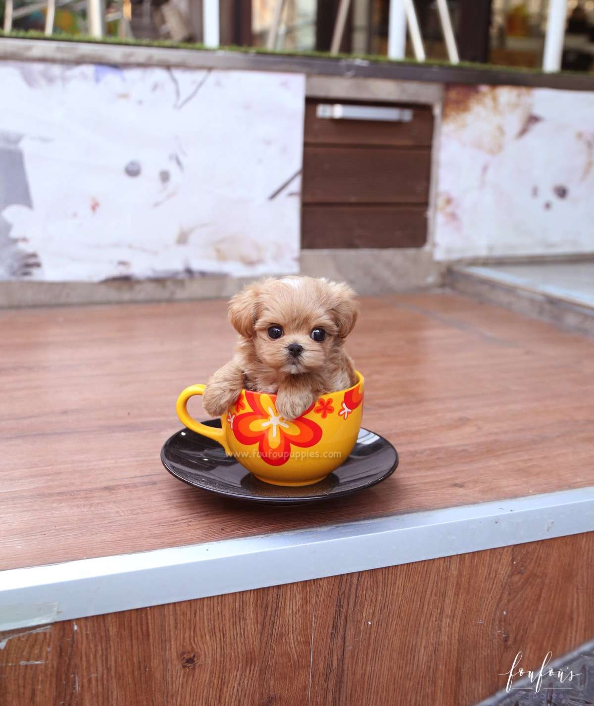Dash - Maltipoo M.