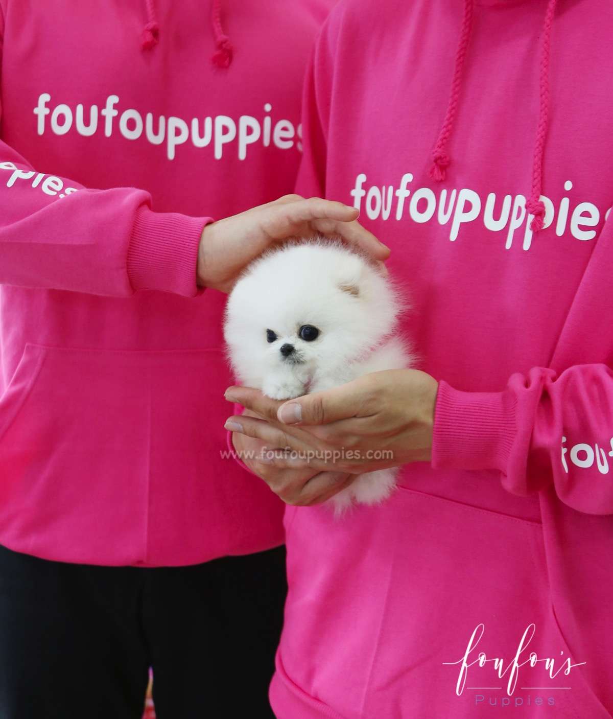 Prince - Pomeranian M.