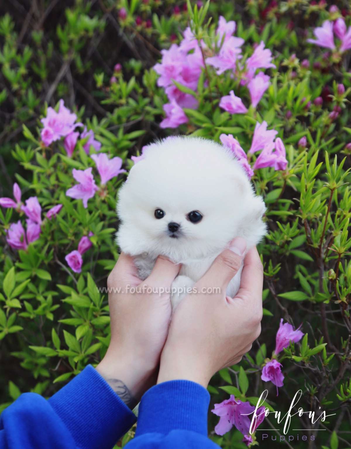 Ace - Pomeranian M.