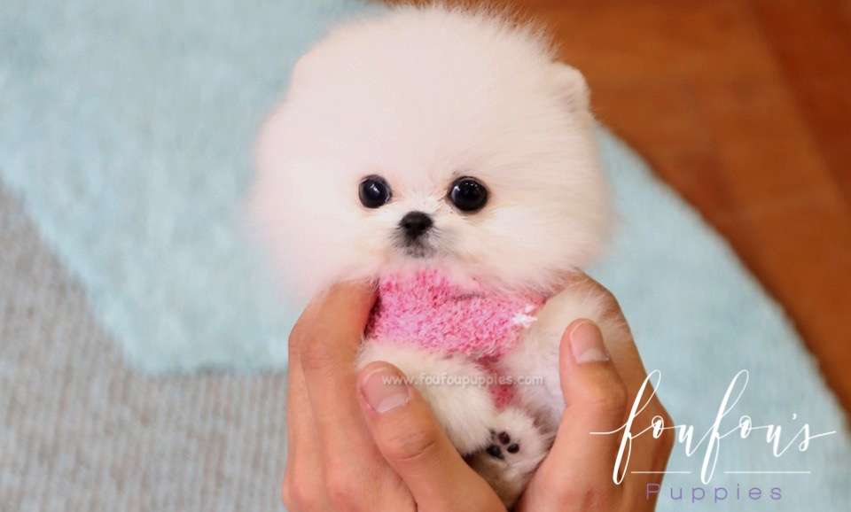Prince - Pomeranian M.