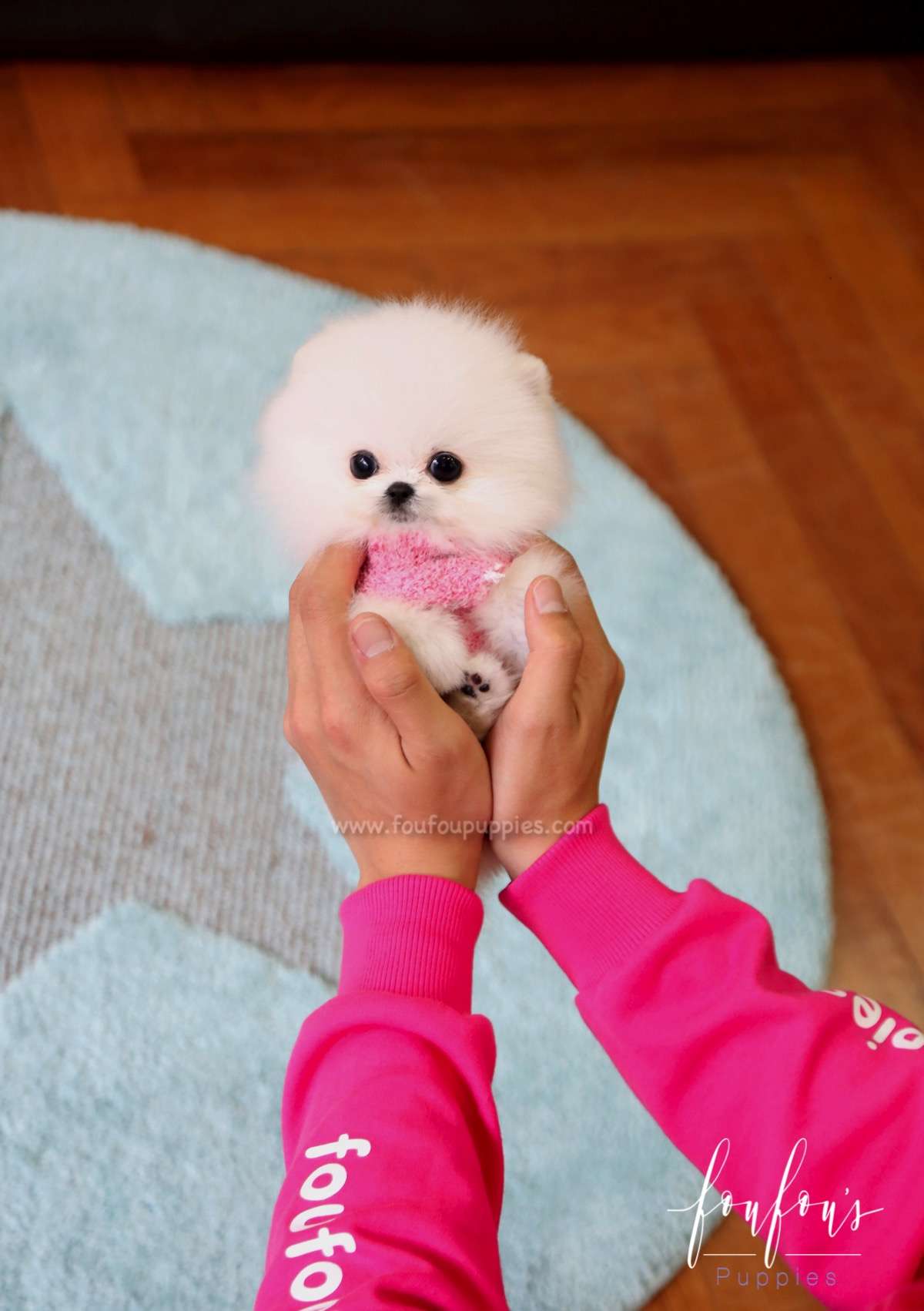 Prince - Pomeranian M.
