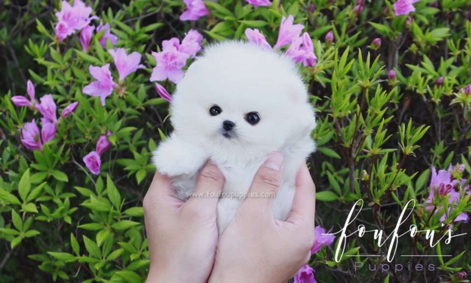 Ace - Pomeranian M.