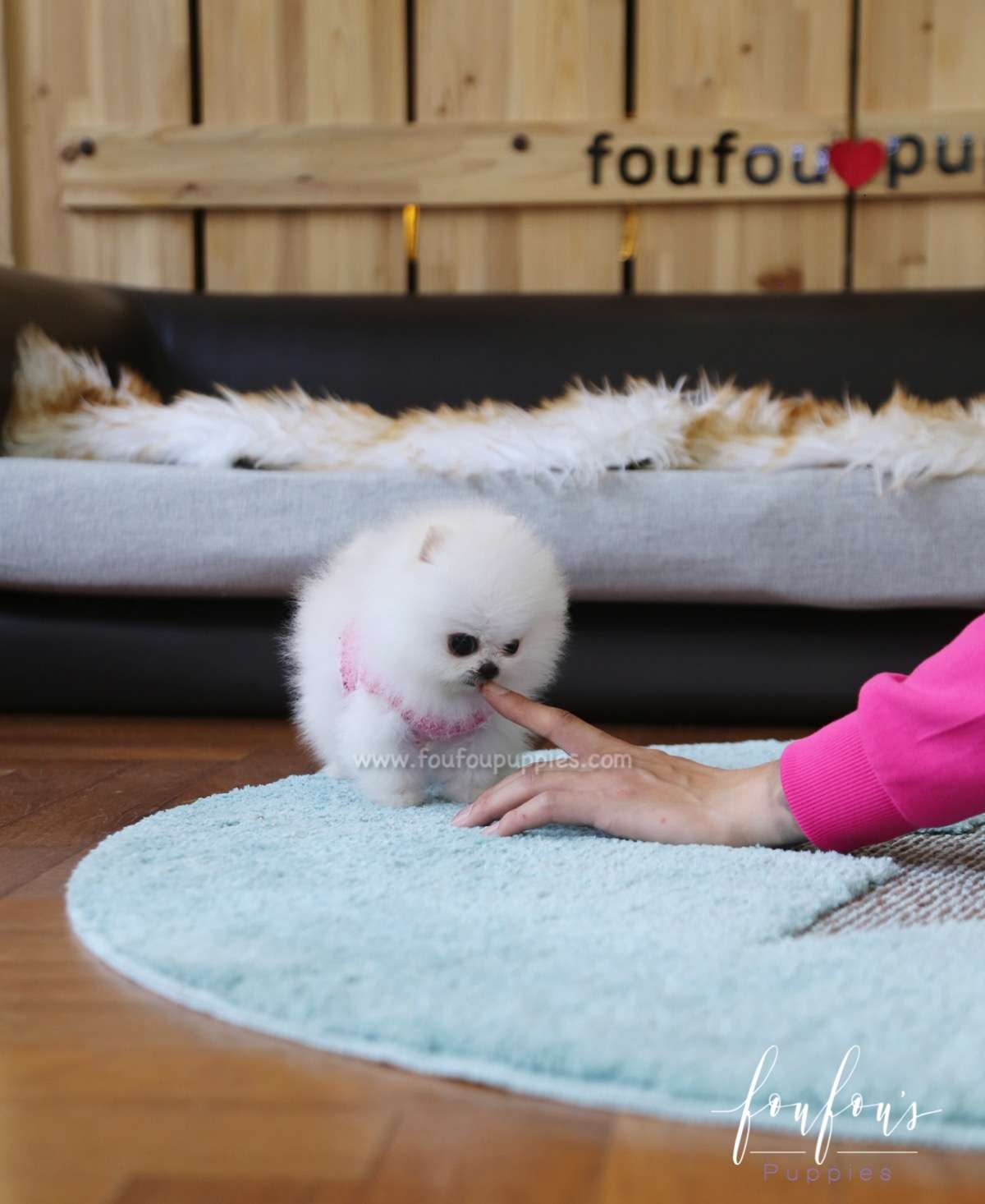 Prince - Pomeranian M.