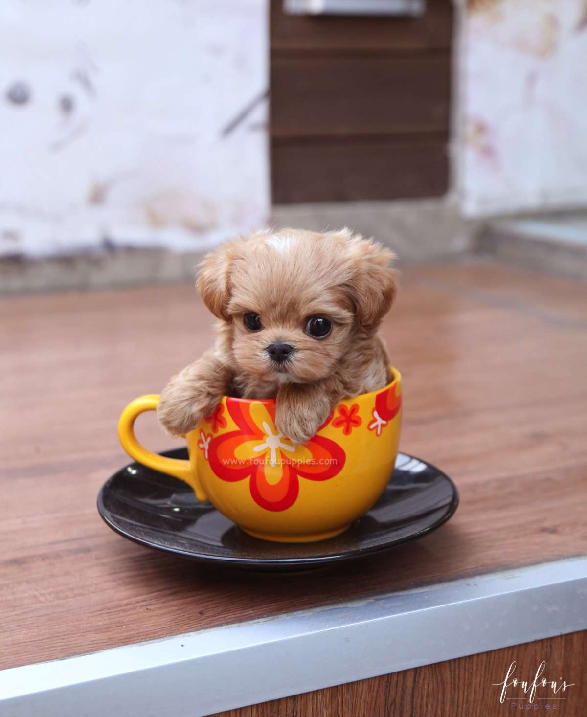 Dash - Maltipoo M.