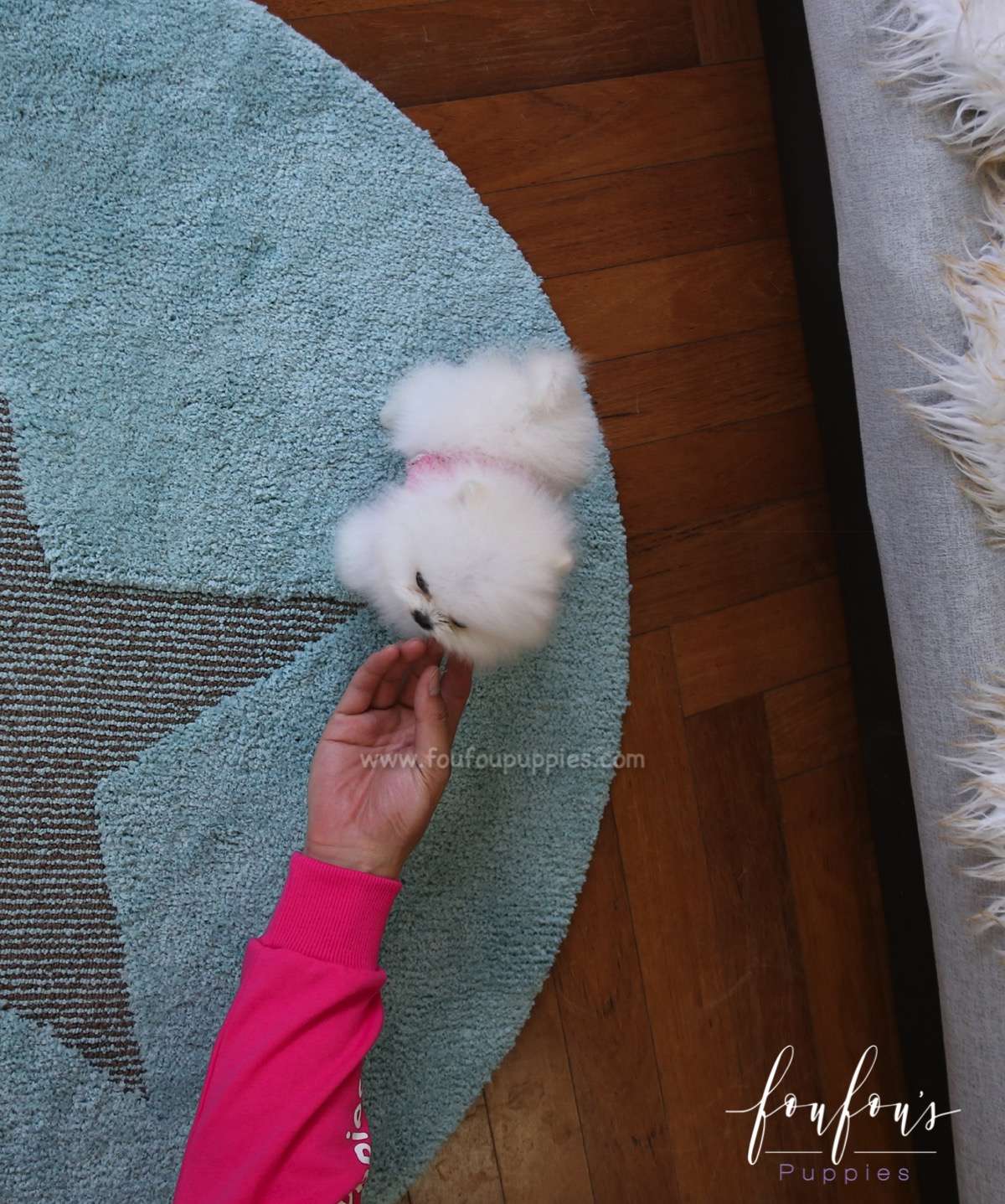 Prince - Pomeranian M.
