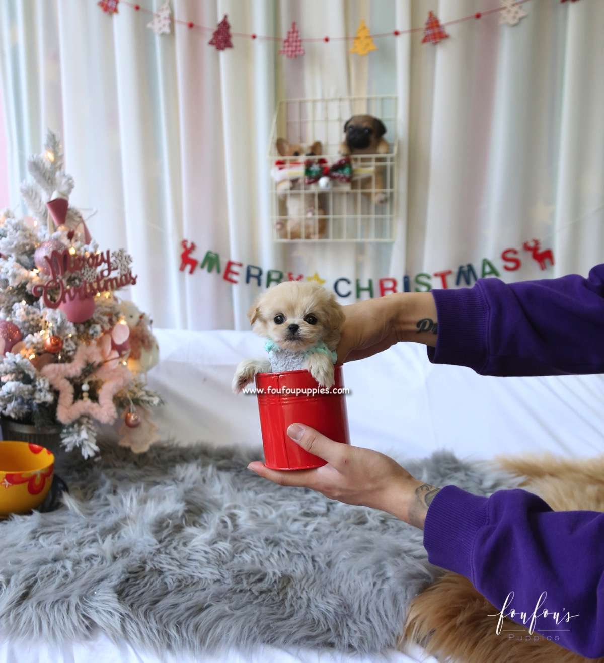 Ralph - Maltipoo M.