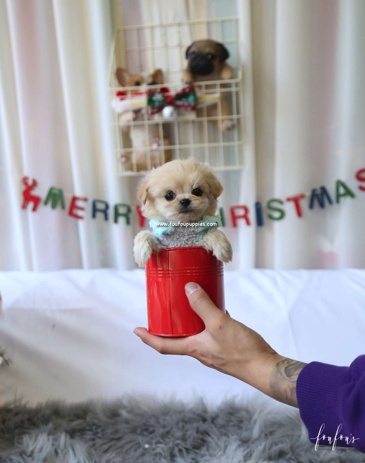 Ralph - Maltipoo M.