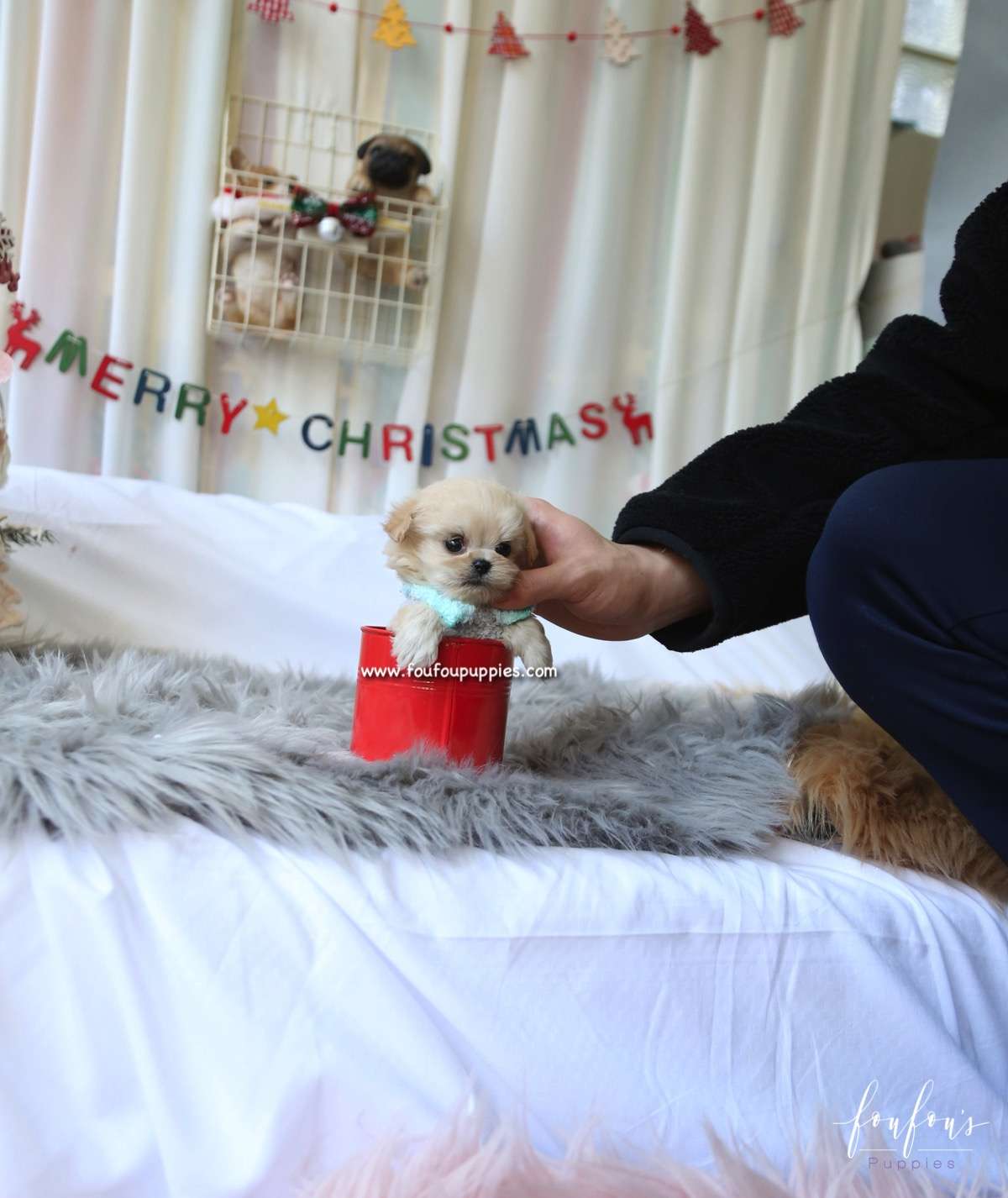 Ralph - Maltipoo M.