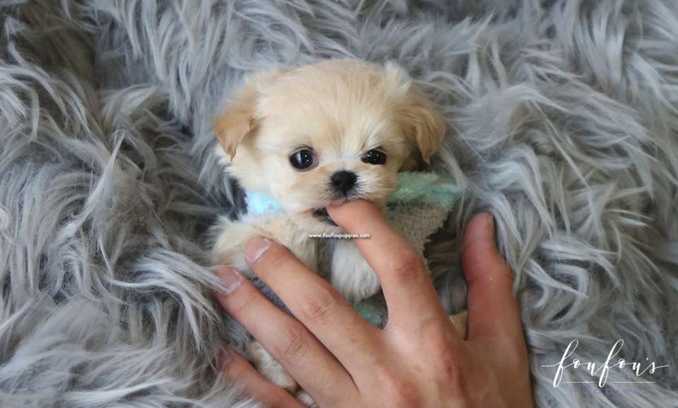 Ralph - Maltipoo M.