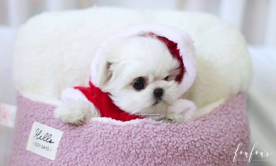 Nala - Maltese F.