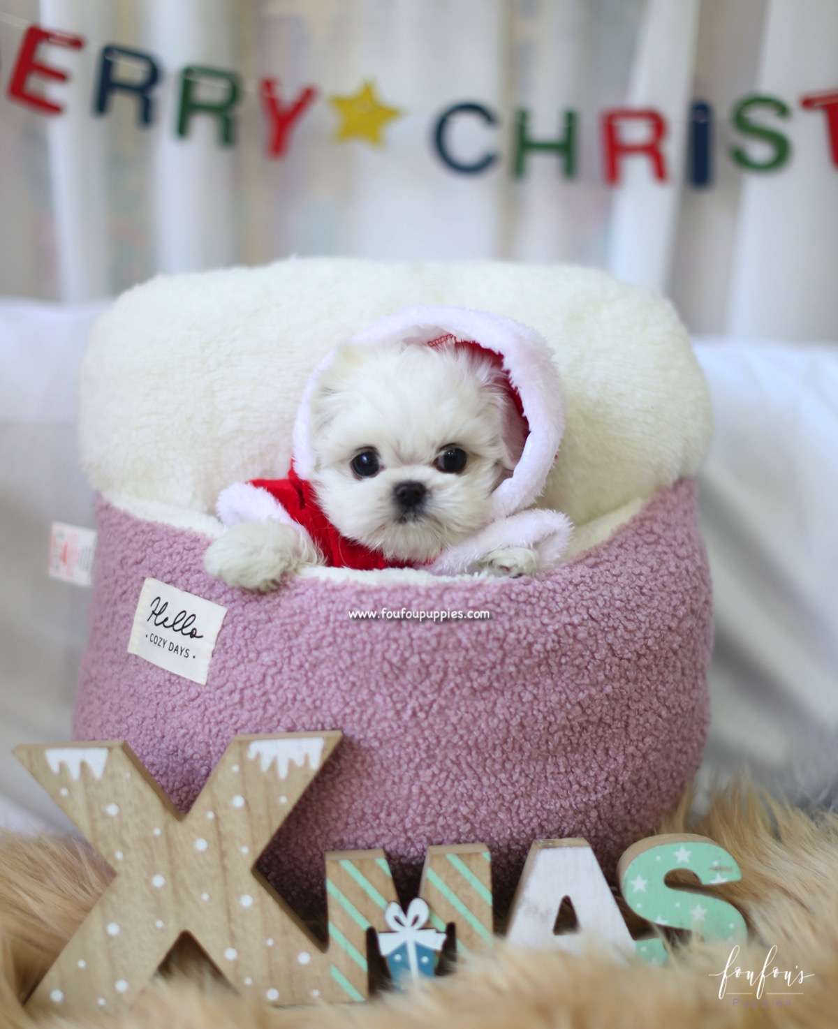 Nala - Maltese F.