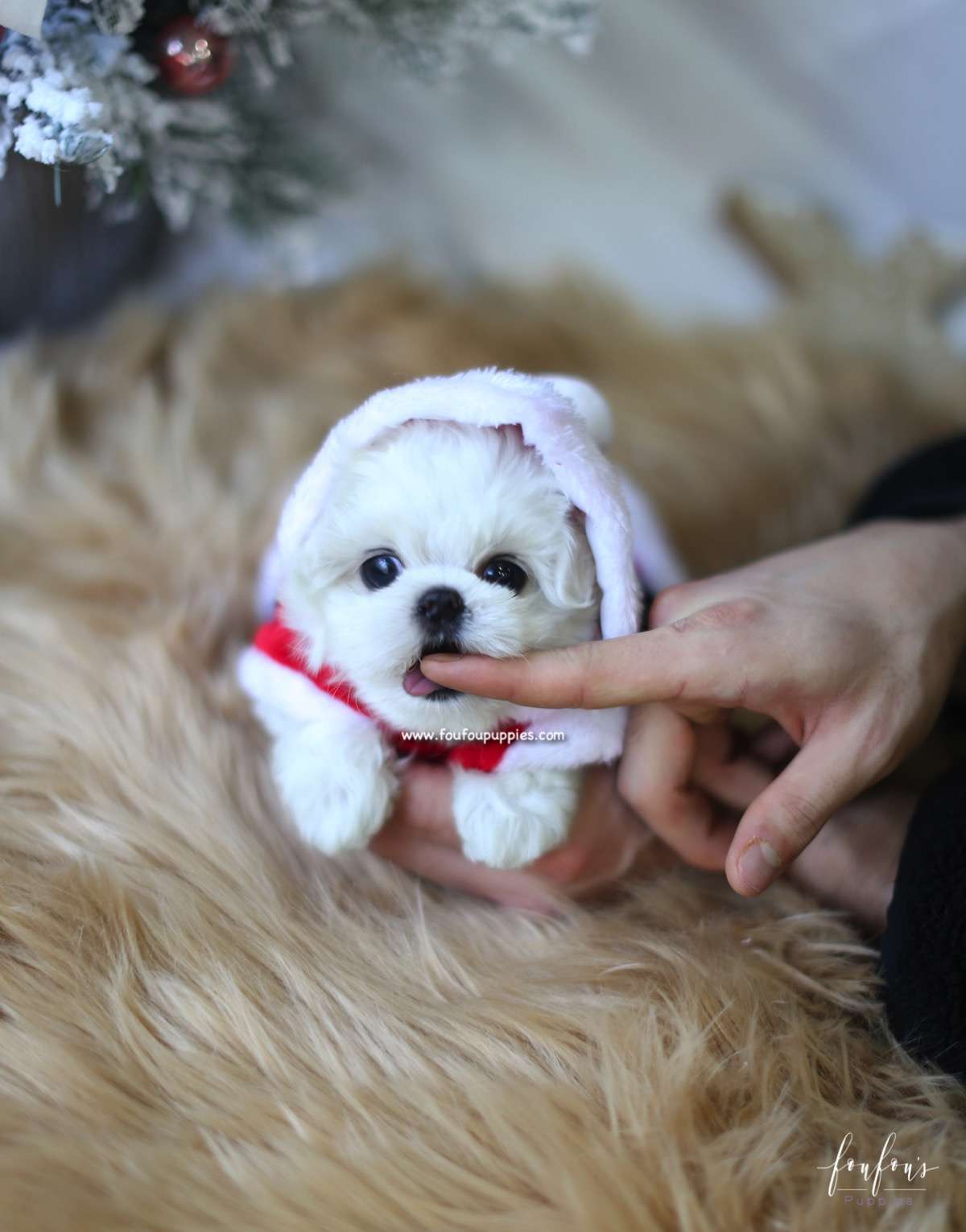Nala - Maltese F.