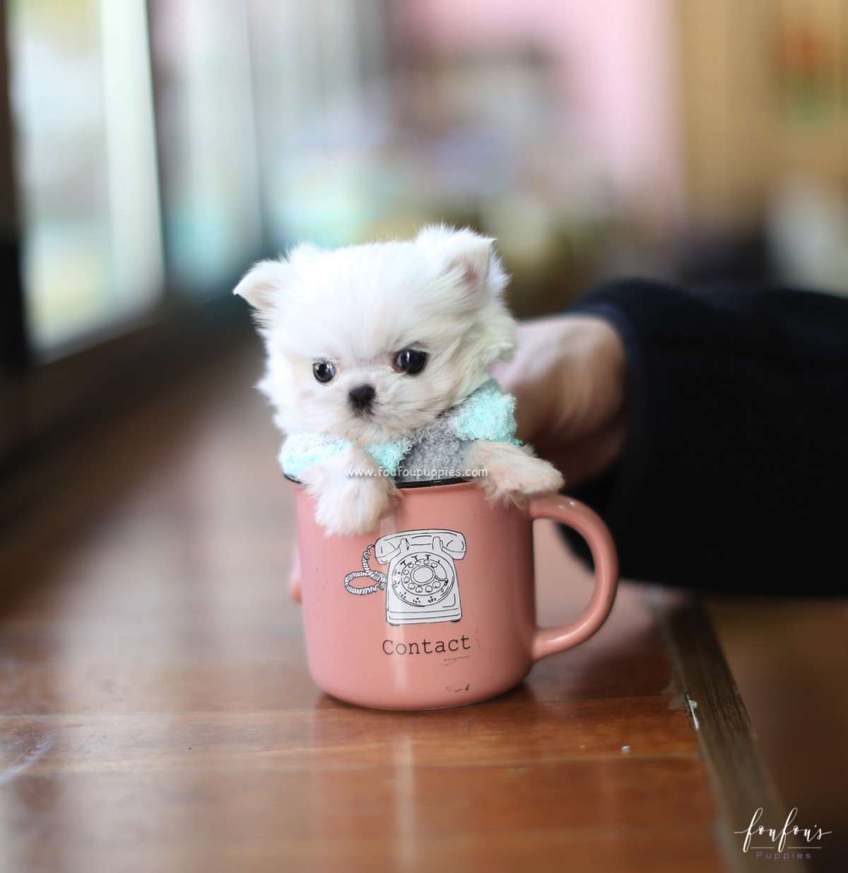 Stewie - Maltese M.