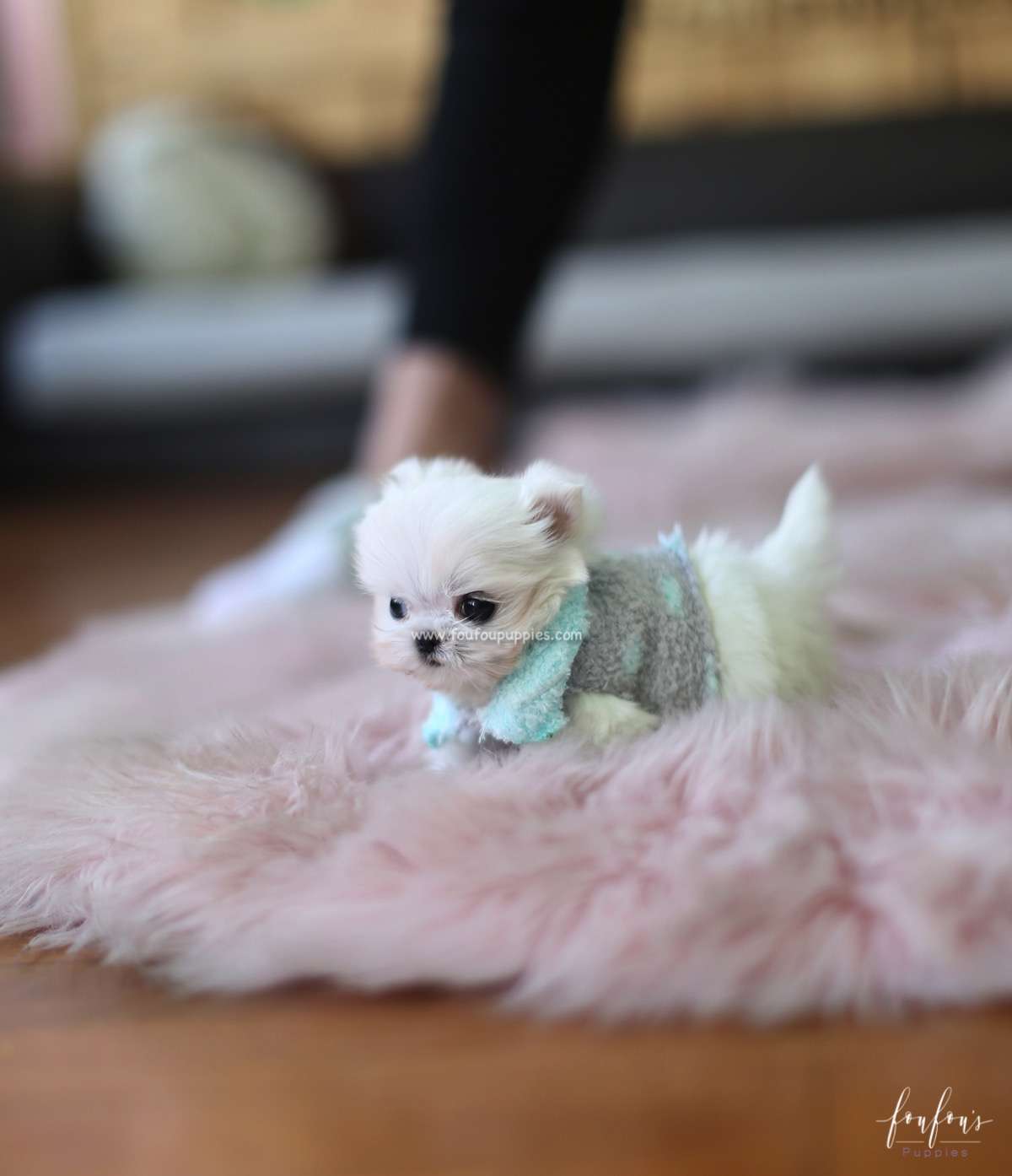 Stewie - Maltese M.