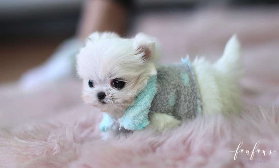 Stewie - Maltese M.