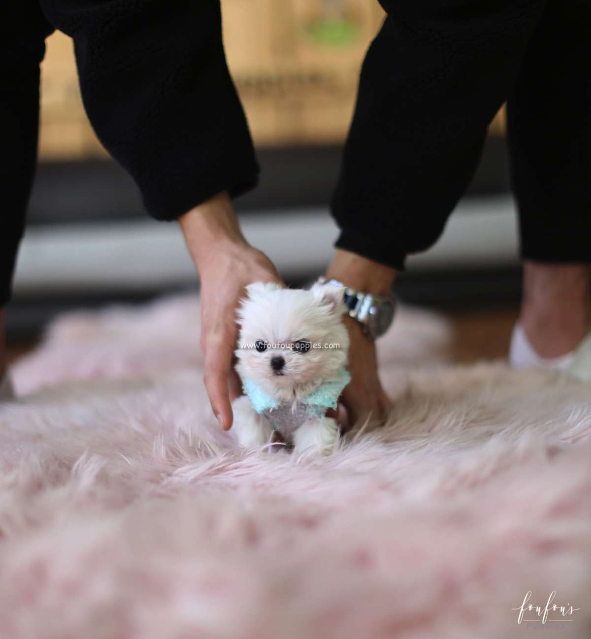 Stewie - Maltese M.