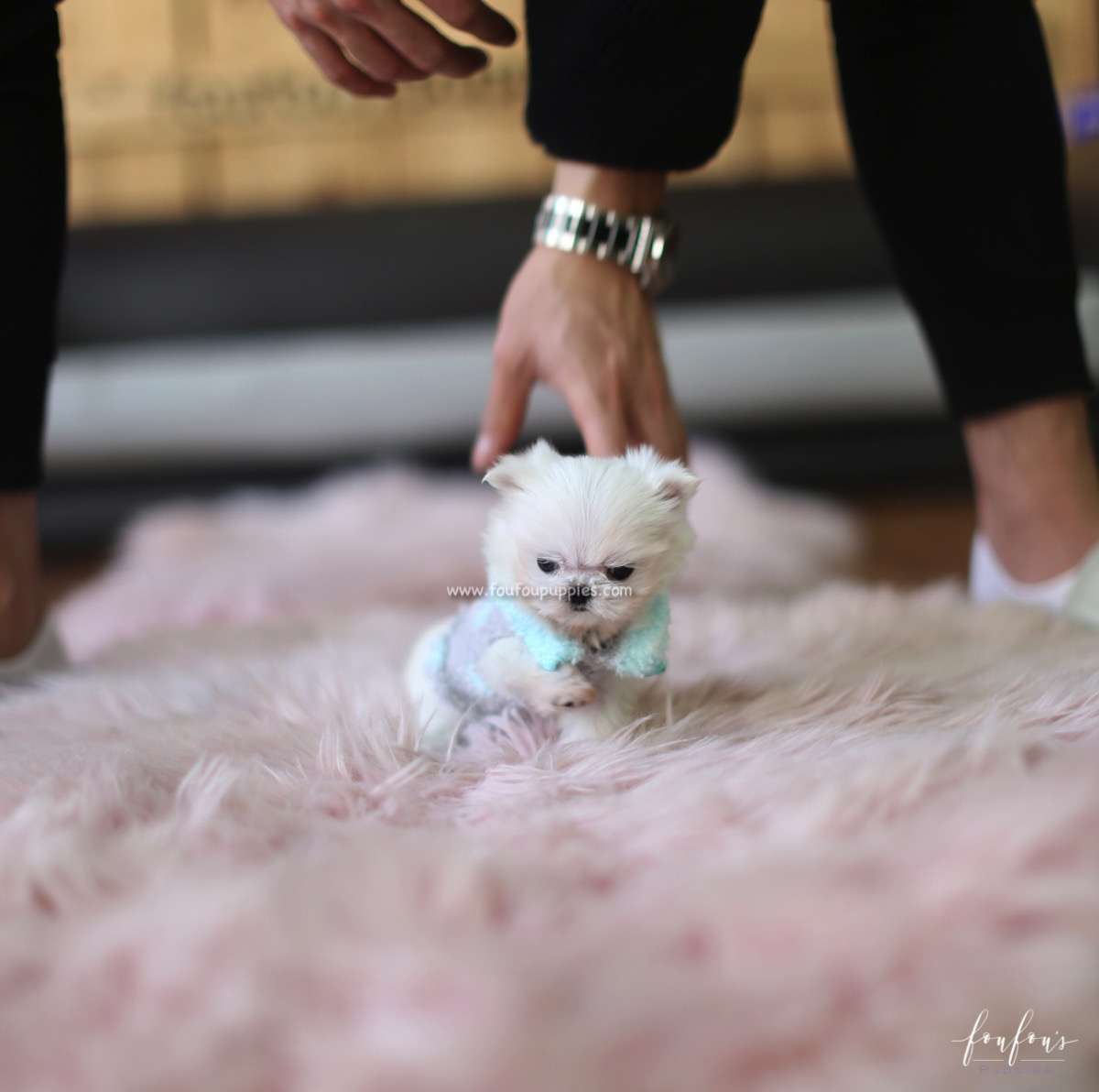 Stewie - Maltese M.