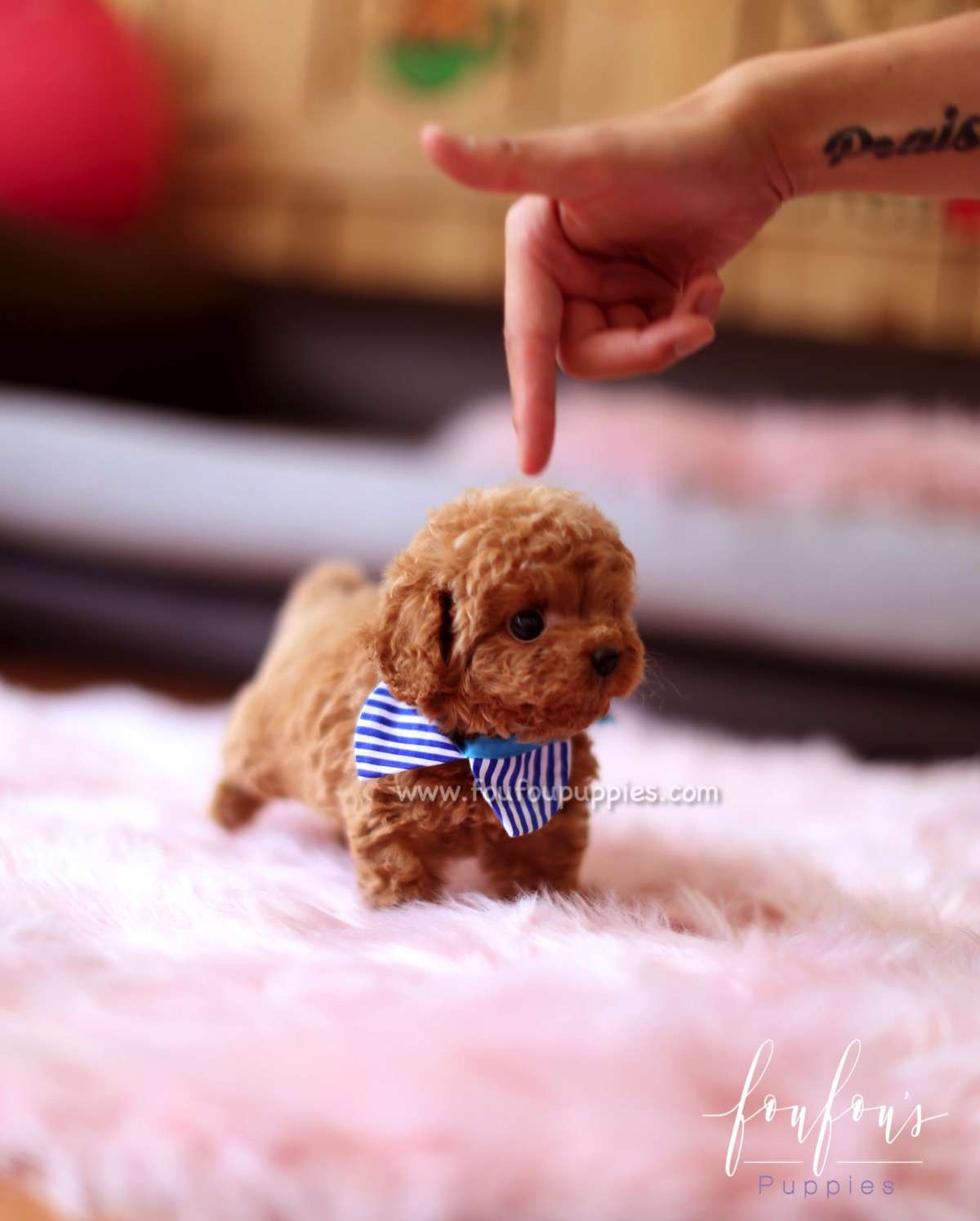 Duke - Poodle M.