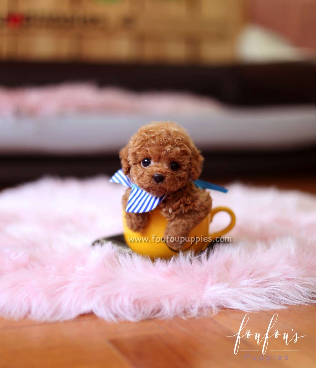 Duke - Poodle M.