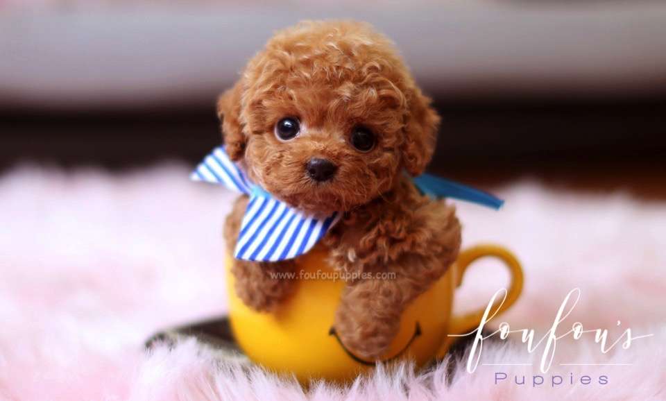 Duke - Poodle M.